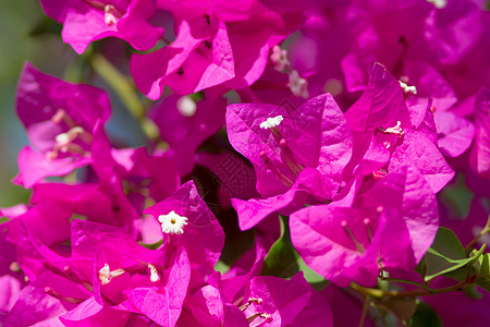 粉红色三角梅粉红色盛开的花朵映衬着蓝天背景