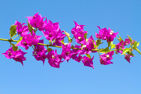 粉红色盛开的花朵映衬着蓝天图片