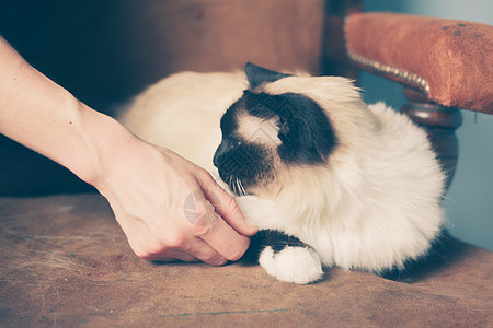 个轻的女人她的猫坐沙发上图片