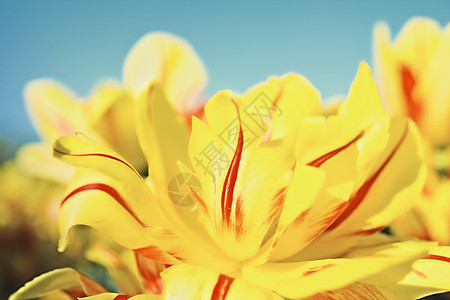 黄色红色的花朵盛开的郁金香映衬着蓝天特写图片