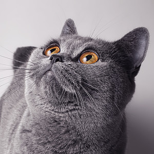 只黄眼睛的轻灰色英国猫的方形肖像图片