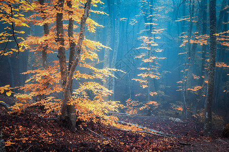 秋天的雾林神秘的秋林黄昏的蓝雾中老树景观树木,五颜六色的橙色叶子雾自然迷人的雾林,神奇的气氛秋天图片