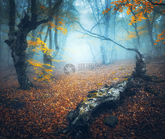 蓝雾中的仙女森林神秘的秋天森林,雾中小径老树惊人的景观与树木,原木,道路,五颜六色的橙色叶子自然背景神奇图片