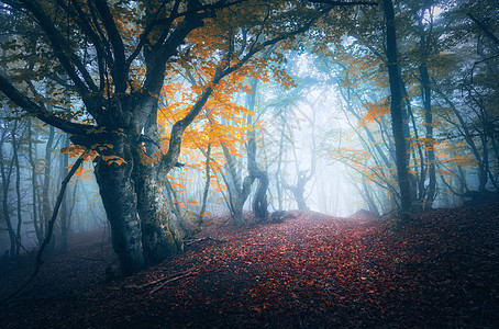 黑雾森林神秘的秋天森林,蓝雾中小径老树美丽的风景与朦胧的树木,小径,五颜六色的黄叶自然背景神奇气氛的雾图片