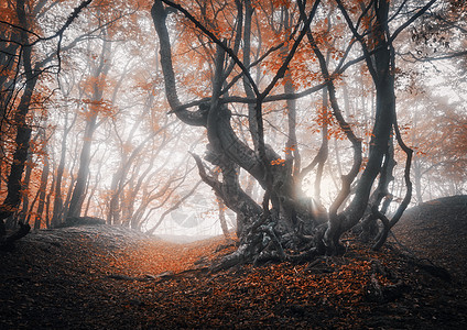 雾中神秘的秋天森林日出时神奇的老树五颜六色的景观,雾森林,小径红色的叶子秋天的仙女森林秋天的树林魔法树图片