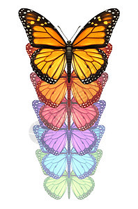 展开你的翅膀,逃避与君主蝴蝶向上飞行,改变经历个颜色的变,个自由的,创造力创新孤立白色的背景上背景图片