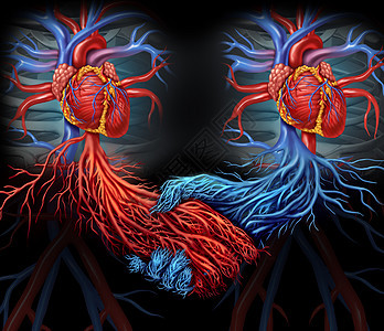 健康协议医疗与两颗人的心,红色蓝色的动脉连接,手器官献血解决方案的象征图片