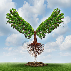 上升成功的力量与棵成长的树,以翅膀的形状,已经出现地上,并已上升机会,个商业,成功的领导战略规划的演变图片