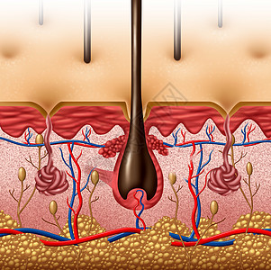 皮肤解剖图交叉脂肪高清图片
