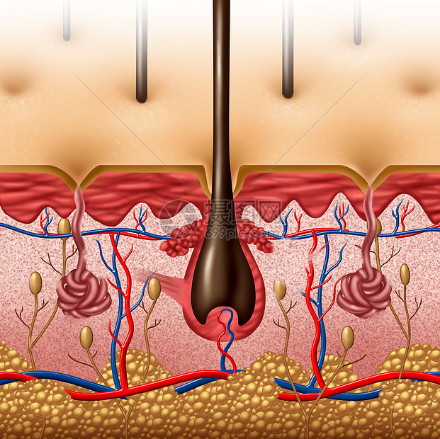 皮肤解剖图的与人体体表器官的横截以毛囊红蓝血管为保健解剖功能的医学标志图片