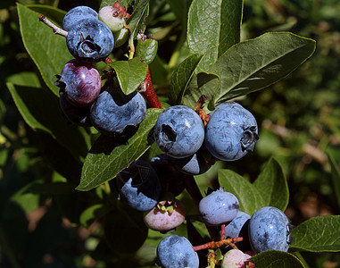 生长中蓝莓未经加工的灌木高清图片