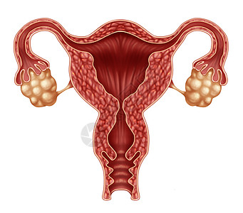 卵巢按摩子宫卵巢以输卵管为人类女生殖,孤立白色背景上,生育生殖系统健康的象征背景