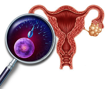 人类生殖系统子宫的横截,受孕受精过程中,用放大镜近距离观察卵子精子细胞,女男生育的医学象征图片