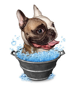 狗浴趣的,个快乐的斗牛犬金属桶浴缸与肥皂泡白色背景上宠物美容符号动物清洁图标图片