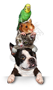 群宠物的只狗猫仓鼠巴德吉站Eath的顶部,兽医护理支持的系统,者宠物商店的元素,用于白色背景下进行广图片