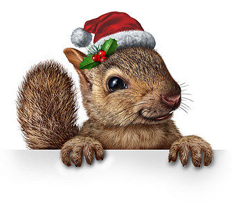 节日松鼠戴着诞老人的帽子,挂着冬青红色浆果,挂着个空白的横幅标志,个友好的毛茸茸的啮齿动物角图片