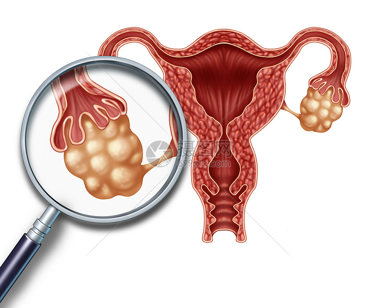卵巢子宫与输卵管放大,白色背景上特写人类女生殖插图,生育生殖系统健康的象征图片