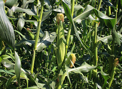 玉米田背景农业的象征,主要粮食作物农业新鲜农产品夏季季节生长期间图片