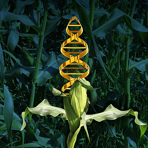 基因作物工程食品农业用生物技术遗传学操纵生物学科学玉米植物作物领域与DNA链符号蔬菜中生产技术的标志图片