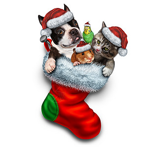 猫与狗宠物节日袜子诞动物体红色节日袜子兽医宠物商店动物收养寒假个可爱的狗仓鼠鸟猫与的白色背景背景