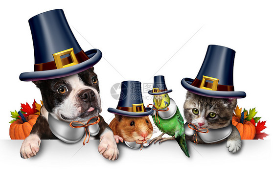 感恩节宠物庆祝活动个空白标志,与只趣的猫,快乐的狗,可爱的仓鼠波吉,每个人都穿着朝者帽头服装,秋季季节标志,图片
