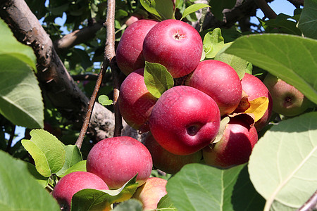 苹果园的果实簇棵树枝上的簇红色成熟的苹果中,种果园中收获新鲜自然食物的农业收获图片