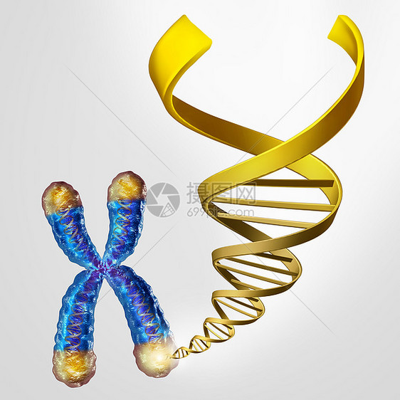 染色体端盖上的端粒DNA端粒长度医学衰老遗传保护的象征,而寿命更长更长,三维插图图片