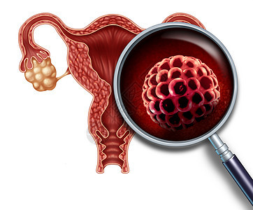 早孕囊胚植入人体子宫内受精医学,生殖中的植入生殖细胞分裂图标,代表三维插图中的解剖生育成功符号图片