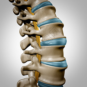人体脊柱解剖部分脊柱医疗保健身体符号,以骨骼骨结构椎间盘特写为三维插图图片