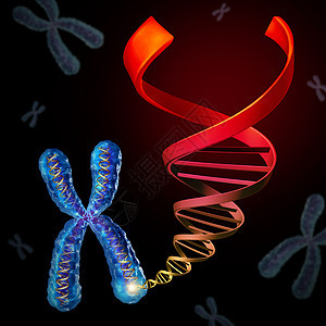 染色体DNA染色体遗传物质,生物技术基因治疗免疫治疗的三维插图图片
