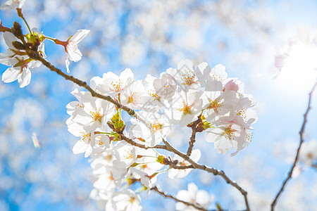 中村樱花带阳光图片