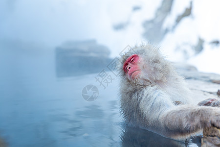 日本雪猴猕猴温泉温泉温泉温泉日本中野生岛公园图片