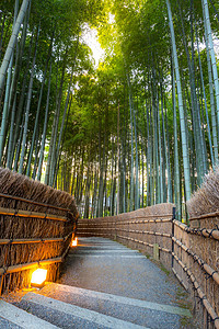 日本京都的阿拉山竹林图片