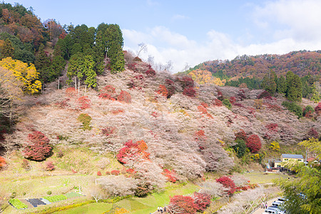 日本秋景名古屋,奥巴拉秋景与樱花盛开石仓类的樱花春天开次,秋天又开次背景
