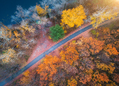 森林道路日落时美丽的秋林中的道路鸟瞰美丽的风景与空旷的乡村道路,树木与红色橙色的叶子穿过公园的高速公路飞行无人机的顶部视图背景