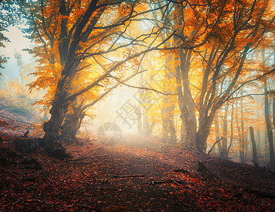 大森林仙女秋林,雾中小径五颜六色的风景,美丽的魔法树,树枝上橙色红色的叶子风景与小径神秘的雾林秋天的颜色十月背景
