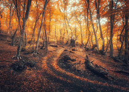 秋天的森林,雾中小径五颜六色的风景,美丽的魔法树,树枝上橙色红色的叶子神奇的场景与路径神秘的雾森林秋天的颜色图片