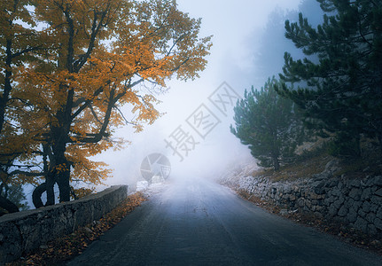 神秘的秋雾森林与道路雾中飘落薄雾树林五颜六色的风景树木,山路,橙色叶子,蓝雾旅行秋天的背景魔法森图片