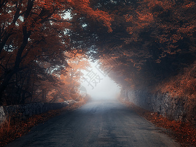神秘的秋天森林,雾中路坠落薄雾树林五颜六色的景观与树木,乡村道路,橙色红色的叶子,雾神奇的道路秋天的背景图片