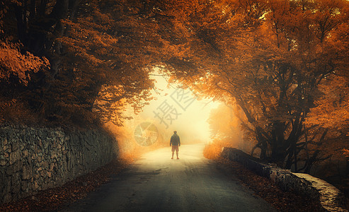神秘的秋林,雾中乡村道路上个人的轮廓景观与旅行者,树木,沥青路,橙色树叶秋天旅行自然背景神奇的雾森林图片