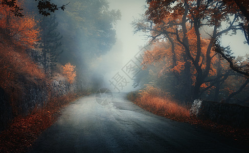 森林公路黑暗的秋林,黄昏时雾中的乡村道路秋天橙色叶子的树树林山路五颜六色的叶子薄雾的景观旅行自然背景神奇的背景