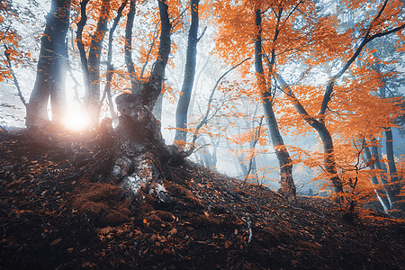 秋天雾中的仙女森林秋天日落时阳光的神奇老树五颜六色的梦幻景观,雾蒙蒙的森林,阳光,橙色的树叶早晨,薄雾中的树木被阳图片
