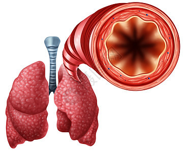 健康支气管与人的肺解剖个医学符号开放空气呼吸通道与三维插图元素图片