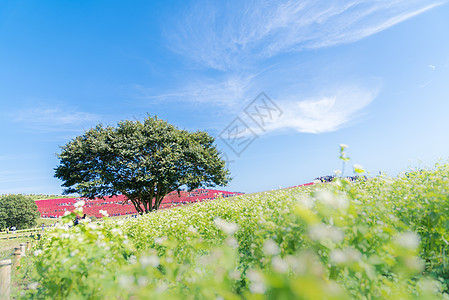 科奇亚宇宙丛林与小山景观山,日立海滨公园秋天与蓝天伊巴拉基,日本图片