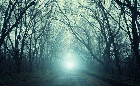 这条路穿过可怕的神秘森林,秋天的雾中绿灯神奇的树大自然朦胧的风景图片
