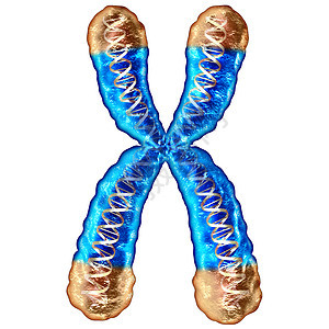 端粒分离端粒位于染色体的端盖上,破坏DNA保护导致衰老,导致寿命更长寿命,医学显微3D图示背景图片