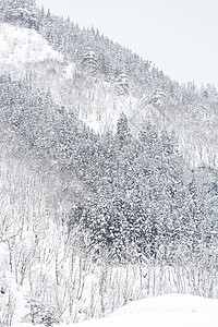 日本舒布市松林冬季景观图片