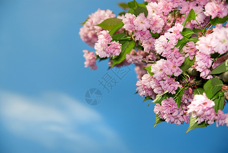 春花紫樱蓝天图片