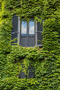 意大利墙上绿色常春藤的窗户图片