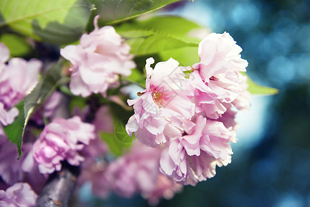 紫樱的春花图片